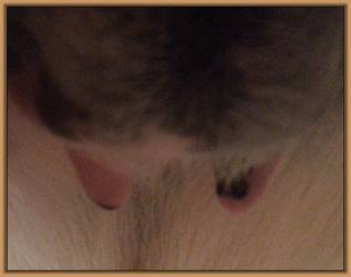 Sweetie 4/07/14